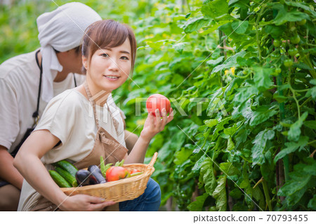 Men and women growing tomatoes Men and women growing tomatoes 70793455