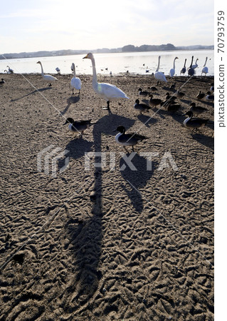 鳥照片：宮城縣泉沼的好朋友天鵝和鴨子 70793759