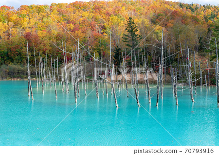 北海度,美瑛町的秋景,藍塘的秋葉 北海度,美瑛町的秋景,藍塘的秋葉 70793916
