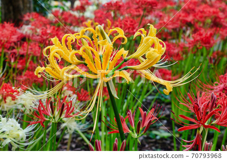 Sokoin的黃色Higanbana（千葉縣松戶市） 70793968