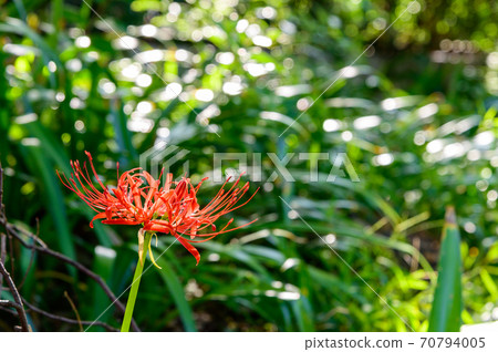 群集孤挺花 群集孤挺花 70794005
