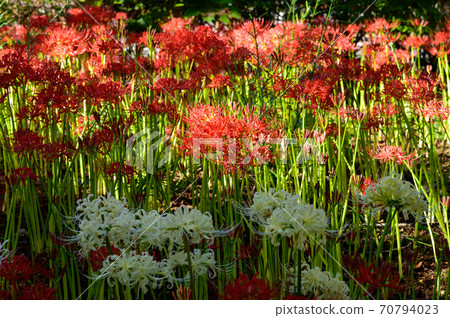 Cluster amaryllis Cluster amaryllis 70794023
