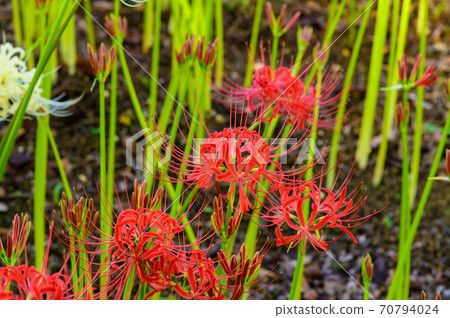 Cluster amaryllis Cluster amaryllis 70794024