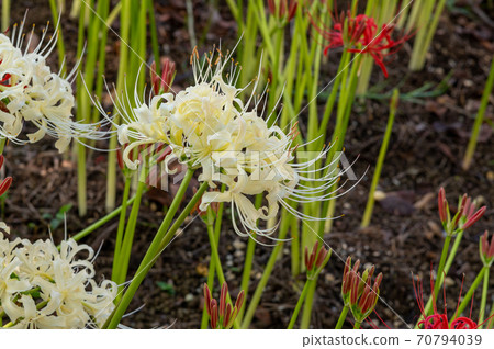 Cluster amaryllis 70794039