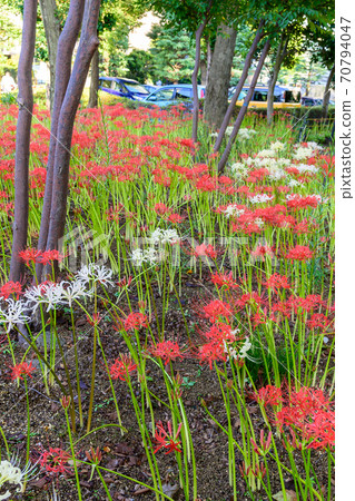 Cluster amaryllis Cluster amaryllis 70794047