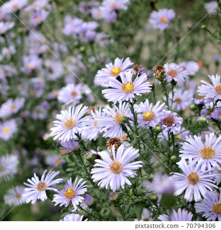 flowers in the meadow 70794306