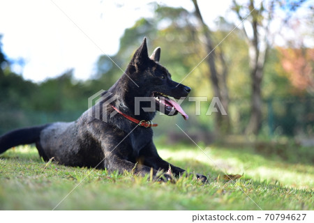 日本的狗 70794627