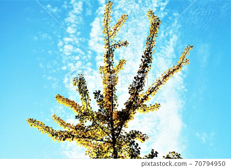 Contrast in the blue sky Contrast in the blue sky 70794950
