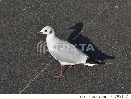 Black-tailed gull on the road Black-tailed gull on the road 70795157