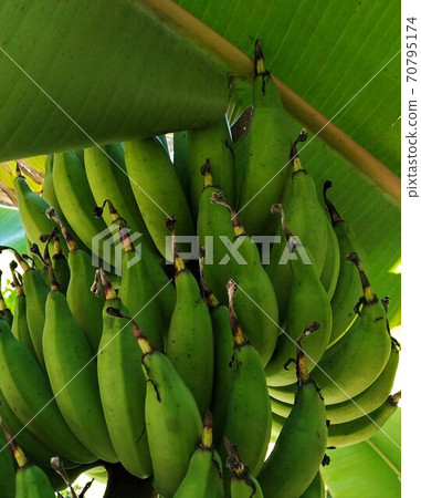 Raw bananas that have not been harvested 70795174