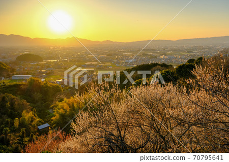 李子和奈良盆地的夜景（奈良縣櫻井市） 70795641