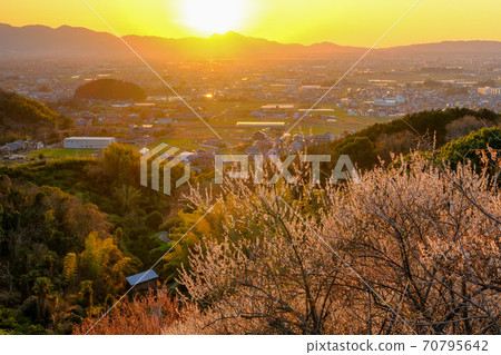李子和奈良盆地的夜景（奈良縣櫻井市） 70795642