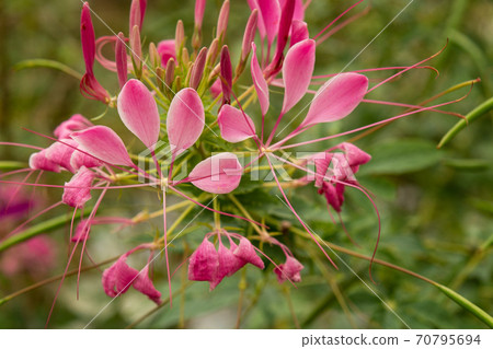 Plant: Dermatophyta 70795694