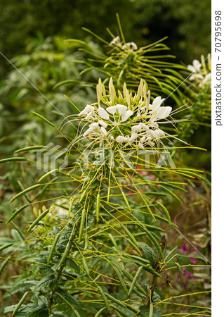 Plant: Dermatophyta 70795698