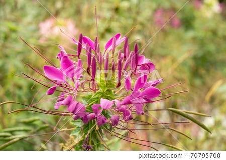 植物：皮膚癬菌 70795700