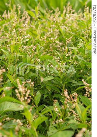 Plant: Ai Polygonaceae 70795702