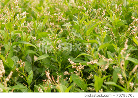 Plant: Ai Polygonaceae 70795703