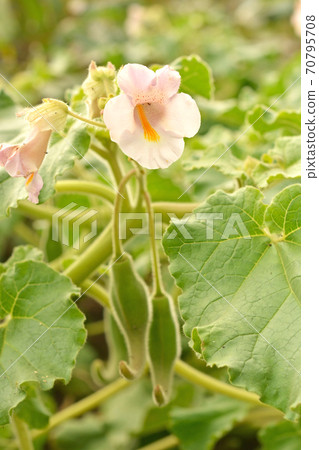 Plant: Martyniaceae Martyniaceae 70795708