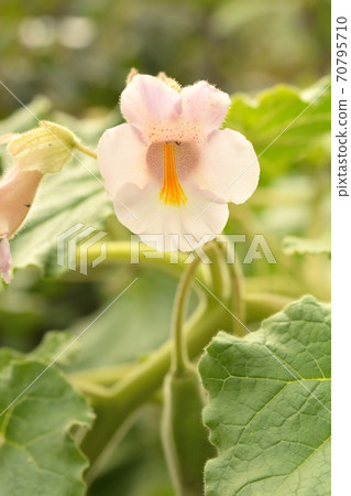 Plant: Martyniaceae Martyniaceae Plant: Martyniaceae Martyniaceae 70795710