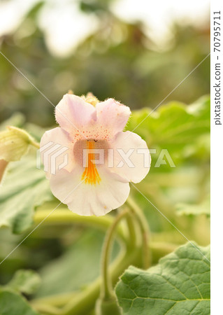 Plant: Martyniaceae Martyniaceae Plant: Martyniaceae Martyniaceae 70795711