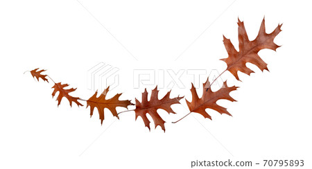 Flying autumn dry brown oak leaves isolated on white. Flying autumn dry brown oak leaves isolated on white. 70795893