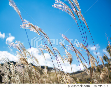 Tonomine plateau pampas grass and blue sky Tonomine plateau pampas grass and blue sky 70795904