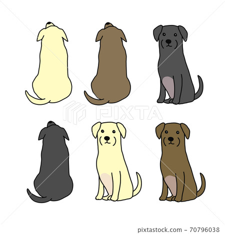 向前和向後的拉布拉多犬 70796038