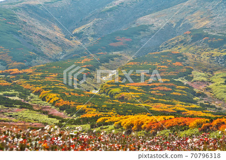 Daisetsuzan Asahidake Autumn leaves Autumn leaves front Daisetsuzan Asahidake Autumn leaves Autumn leaves front 70796318