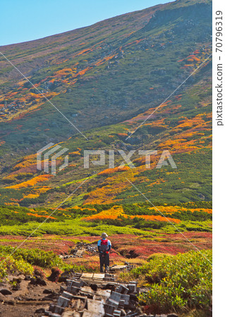 Daisetsuzan Asahidake Autumn leaves Japan's earliest autumn leaves 70796319