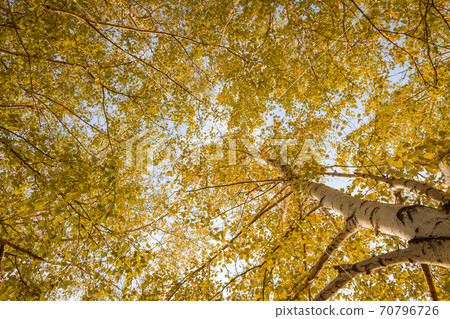 Birch forest view to the sky, autumn nature. Bottom view 70796726