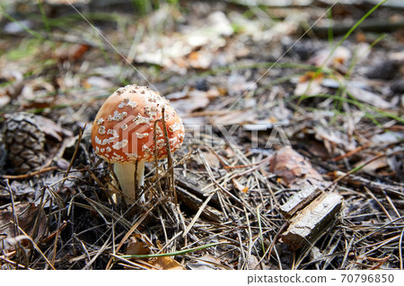 Red fly agaric in the forest Red fly agaric in the forest 70796850