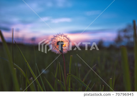 Sunset and dandelion 70796945