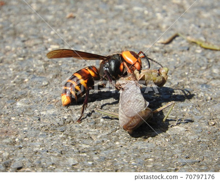 "Giant hornet" that preys on mantis 70797176