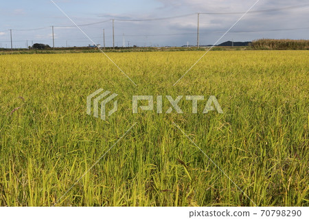 Second ear of autumn rice field 70798290