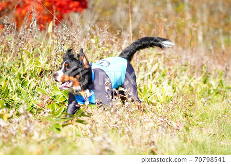 走在秋天 70798541