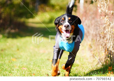 走在秋天 70798542