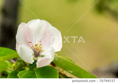 一朵馬魯梅羅 70799537