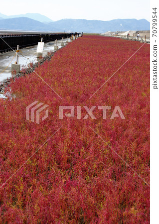 有明海的秋天傳統，七chi門的秋葉 70799544