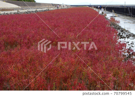 有明海的秋天傳統,七chi門的秋葉 有明海的秋天傳統,七chi門的秋葉 70799545