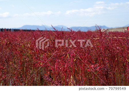 有明海的秋天傳統,七chi門的秋葉 有明海的秋天傳統,七chi門的秋葉 70799549