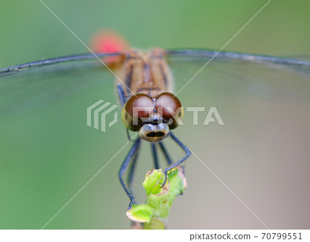 赤ika的複眼 赤ika的複眼 70799551