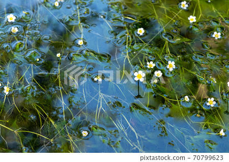 漂浮在水面上的梅花藻類(花) 漂浮在水面上的梅花藻類(花) 70799623