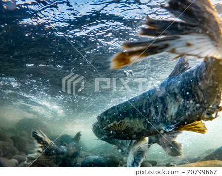 Underwater photography, salmon climbing the river / Mashike-cho, Hokkaido Underwater photography, salmon climbing the river / Mashike-cho, Hokkaido 70799667
