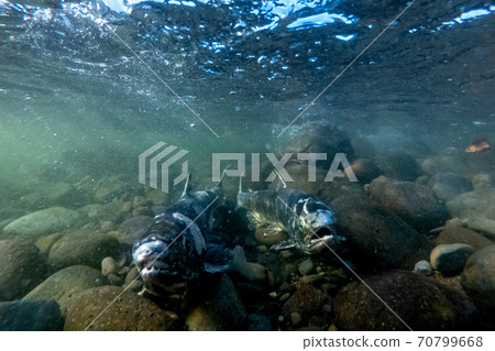 Underwater photography, salmon climbing the river / Mashike-cho, Hokkaido Underwater photography, salmon climbing the river / Mashike-cho, Hokkaido 70799668
