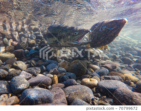 Underwater photography, salmon climbing the river / Mashike-cho, Hokkaido Underwater photography, salmon climbing the river / Mashike-cho, Hokkaido 70799672