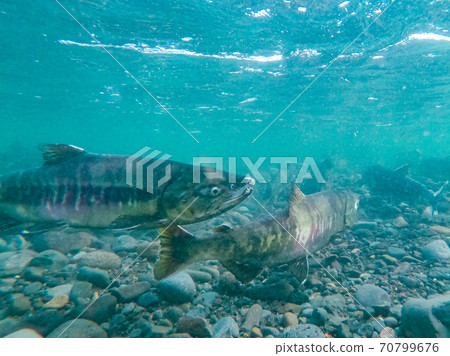 Underwater photography, salmon climbing the river / Mashike-cho, Hokkaido Underwater photography, salmon climbing the river / Mashike-cho, Hokkaido 70799676