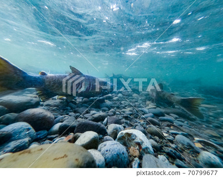 Underwater photography, salmon climbing the river / Mashike-cho, Hokkaido Underwater photography, salmon climbing the river / Mashike-cho, Hokkaido 70799677