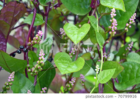 Tsurumurasaki's flower Tsurumurasaki's flower 70799916