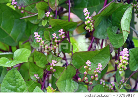 Tsurumurasaki的花 70799917