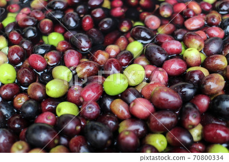 Olive fruit Olive fruit 70800334